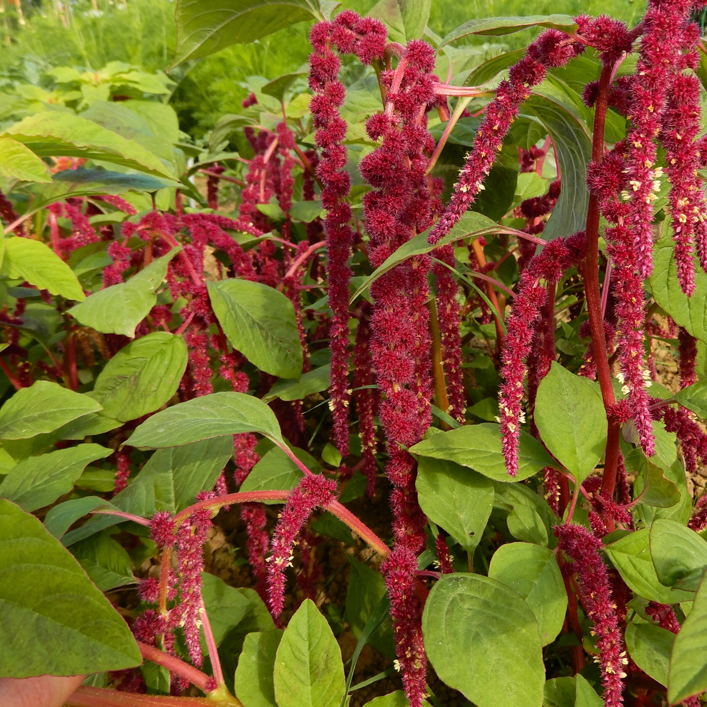 Grow your own Love-lies-bleeding