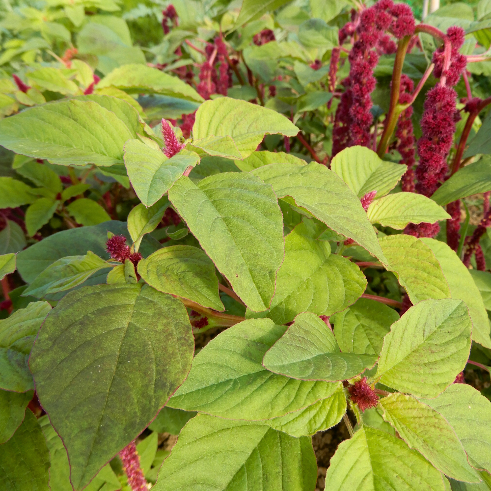 Amaranth flower seeds