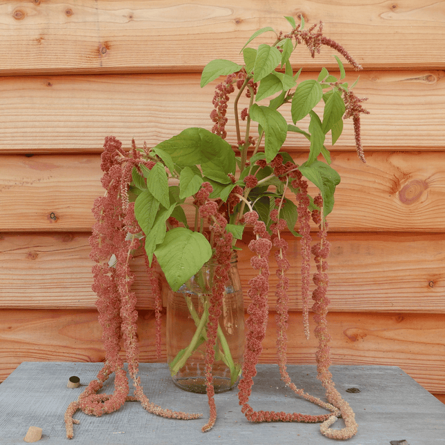 amaranth coral fountain seeds