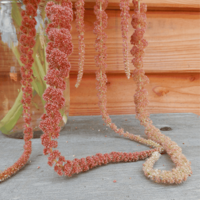Grow your own amaranth