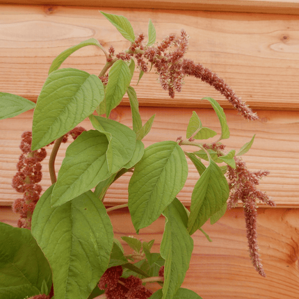 grow your own flowers