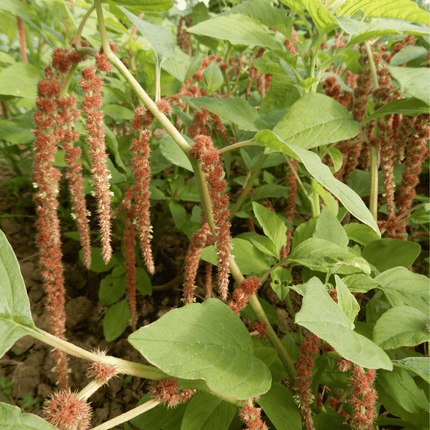 amaranth flower coral fountain