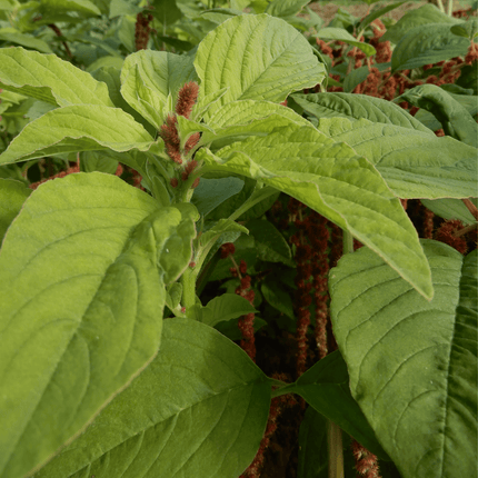 amaranth seeds