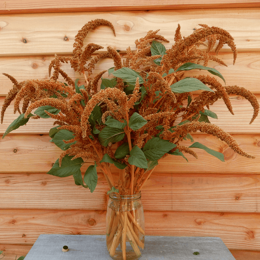 Amaranth Hot Biscuits seed