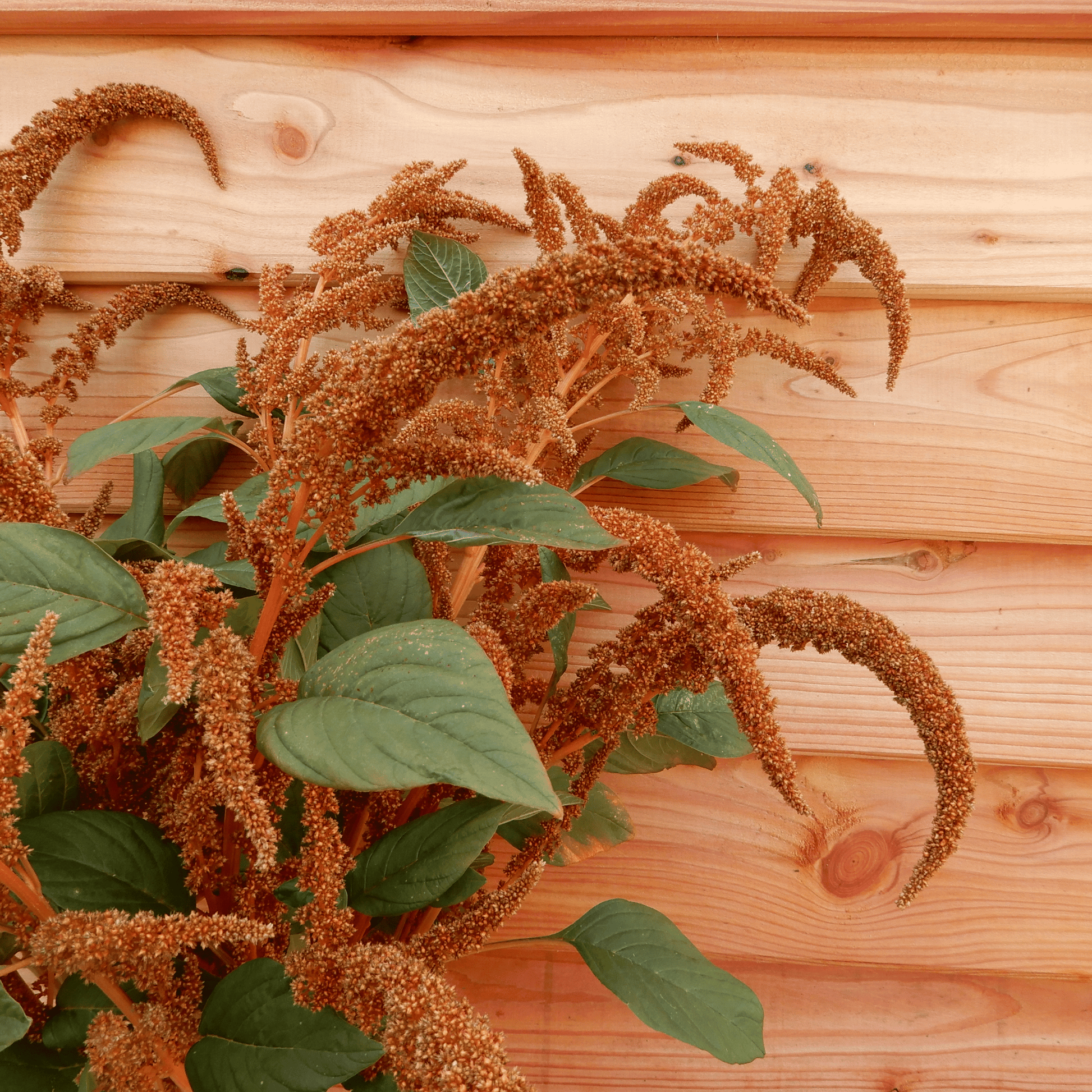 Grow your own flowers