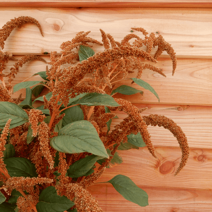 Grow your own flowers