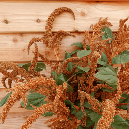 Grow your own amaranth dried flower seeds