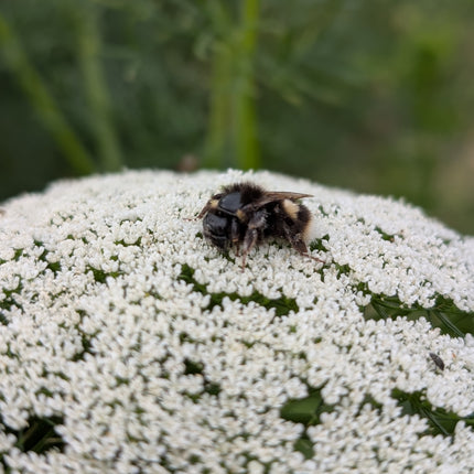 Bumble bee on ammi visnaga flower