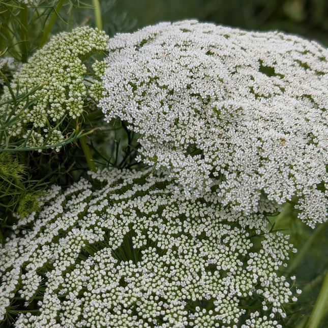 Ammi visnaga cut flowers