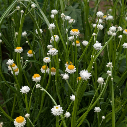White Dried Flower Ammobium in a cut flower garden