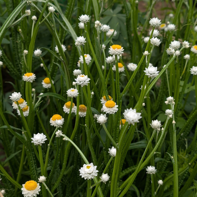 White Dried Flower Ammobium in a cut flower garden