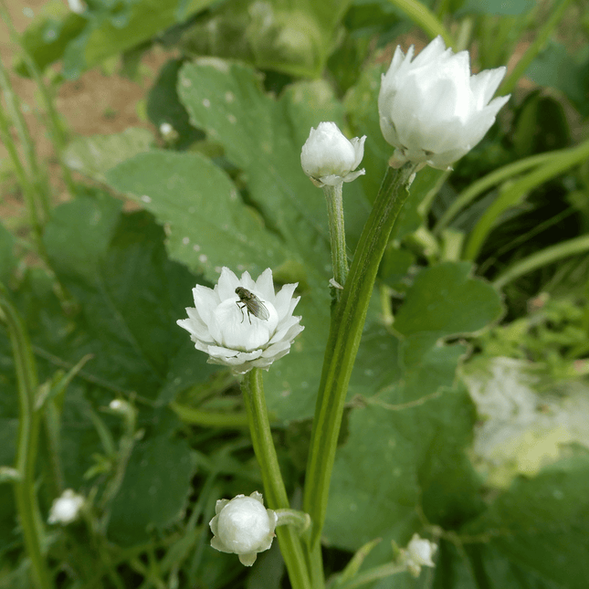 ammobium seeds dorset