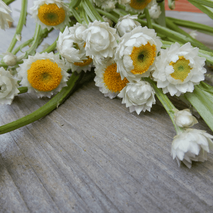grow your own dried flowers ammobium