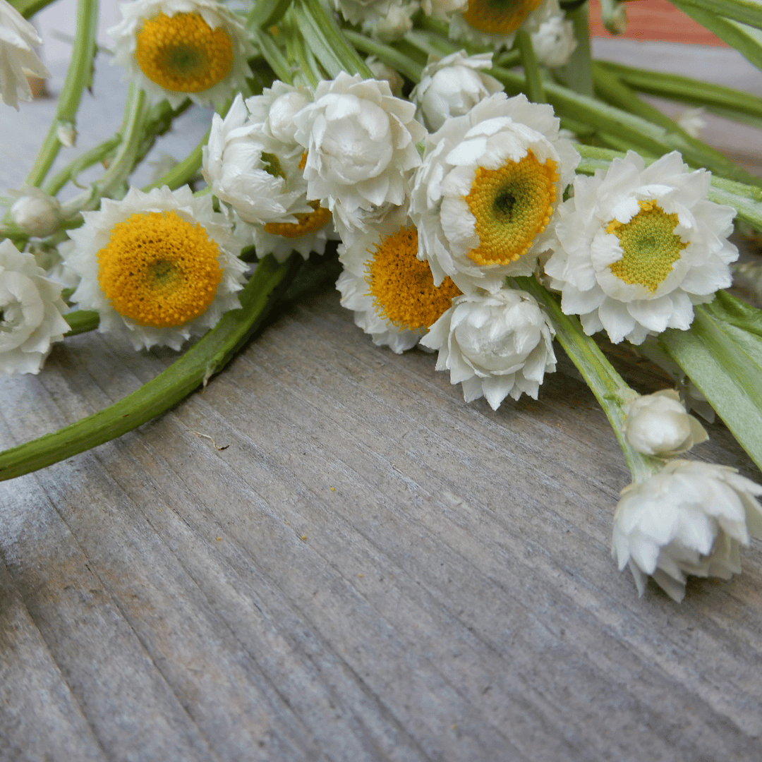 grow your own dried flowers ammobium