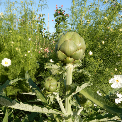 Artichoke 'Tavor'