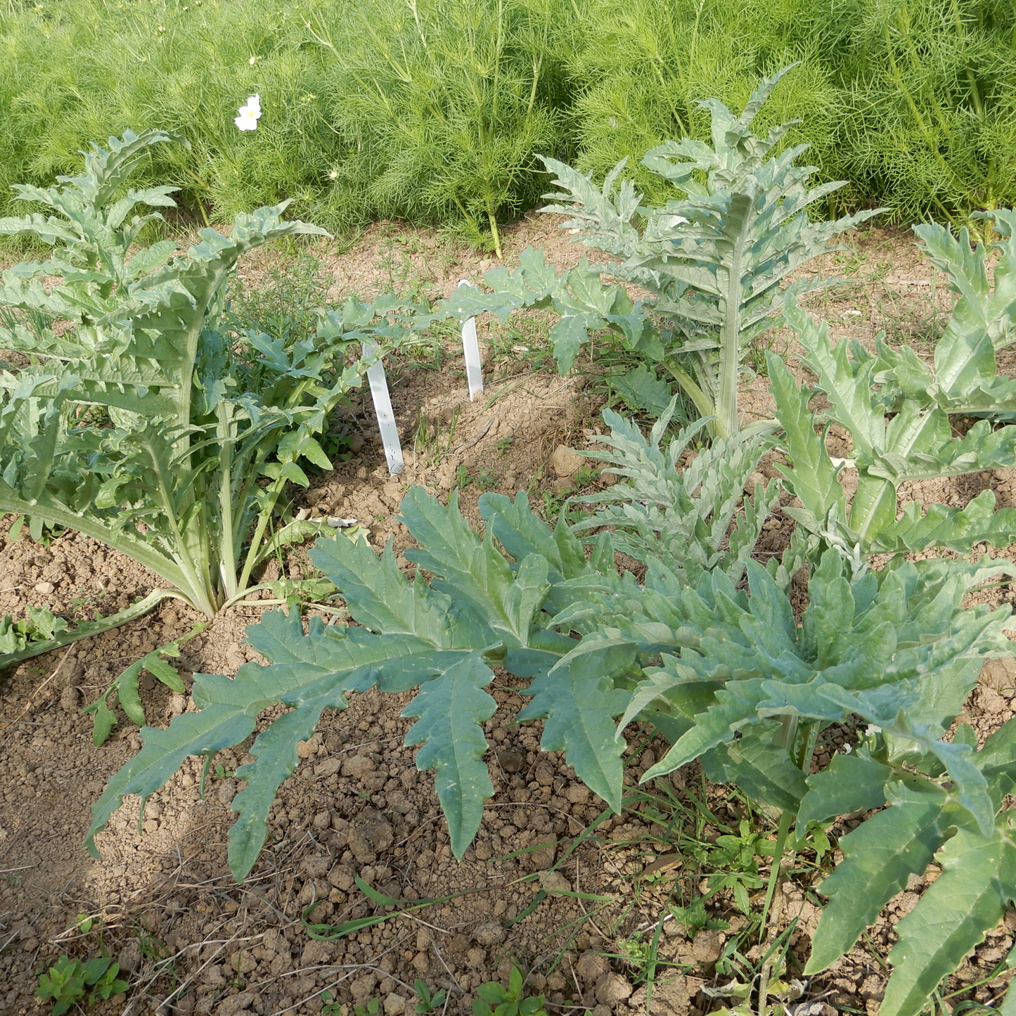 Artichoke 'Tavor'