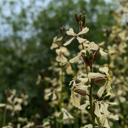 Astro Rocket flowers kitchen garden