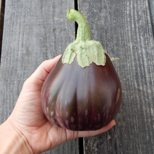 Grow your own aubergine black beauty seeds