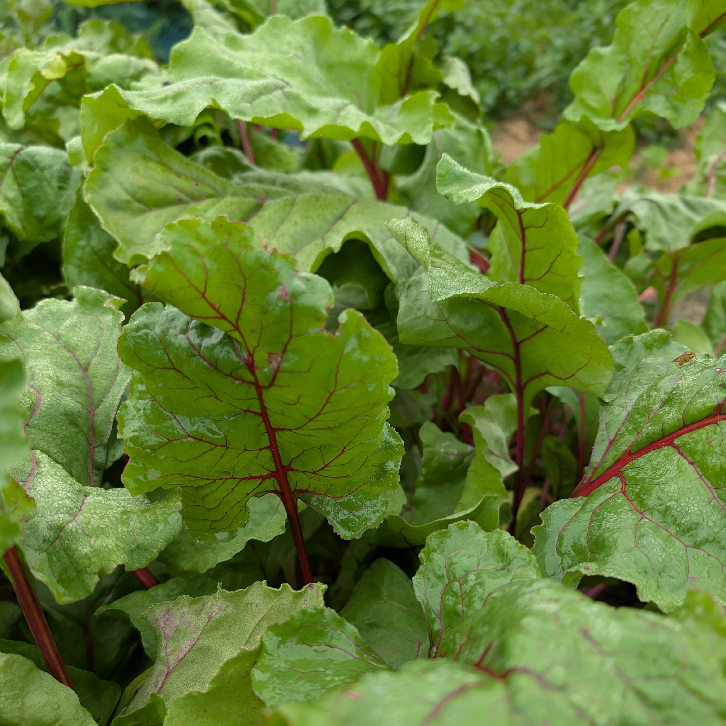 Buy Beetroot 'Cylindra' Seeds | Open Pollinated | Heirlooms UK – Winnow ...