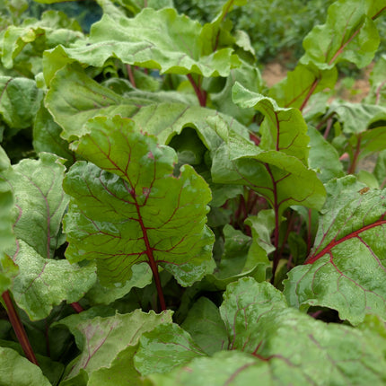 Cylindra Beetroot Leaves