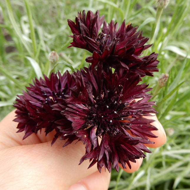 Burgundy deep red cornflowers Black Ball