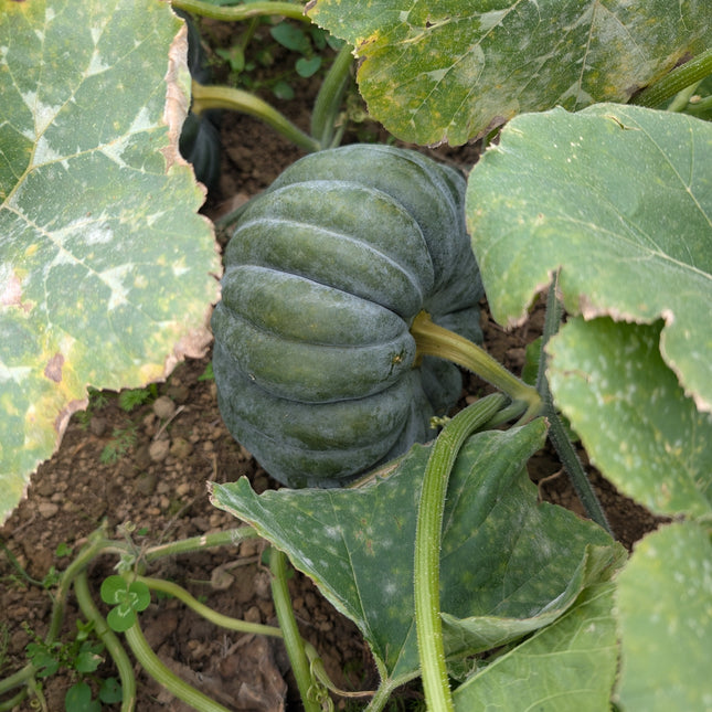 Black Futsu winter squash grown from seed