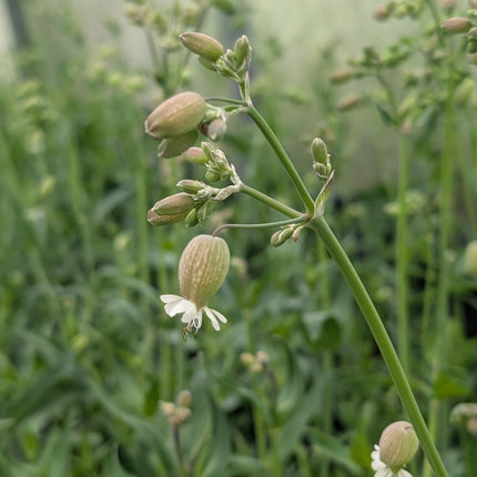 Silene 'Blushing Lanterns' | Bladder Campion