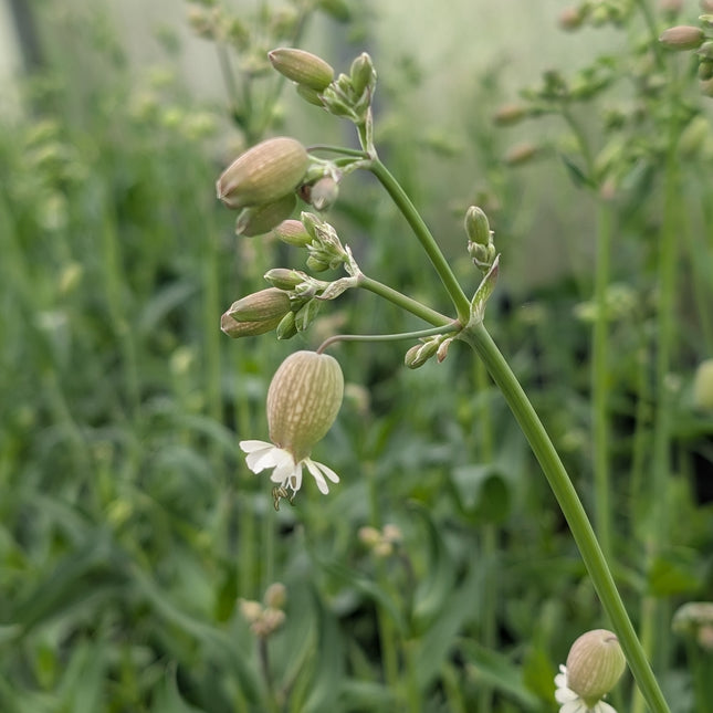 Silene 'Blushing Lanterns' | Bladder Campion