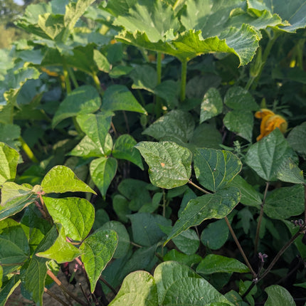 Heritage Purple Bean Seeds UK Blooming Prairie
