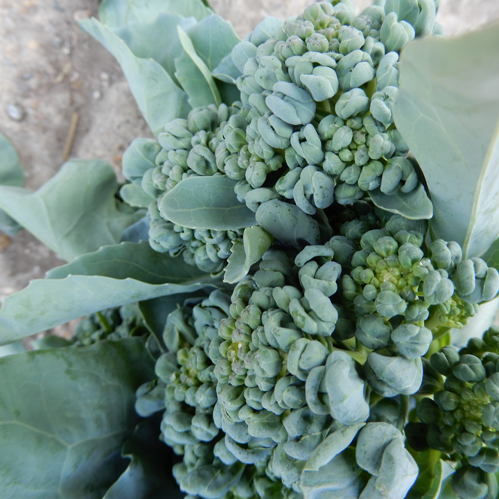 Rare & Unusual Vegetables – Winnow Farm Seeds