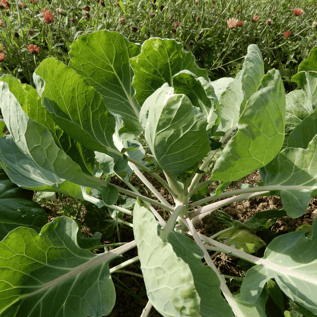 grow your own brussels sprouts groninger