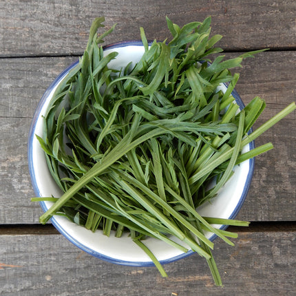Buck's horn plantain grown from seed
