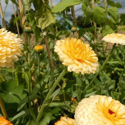 Grow your own Calendula seeds apricot 
