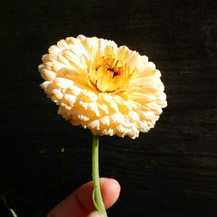 Grow your own calendula
