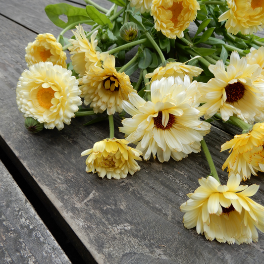Grow your own calendula