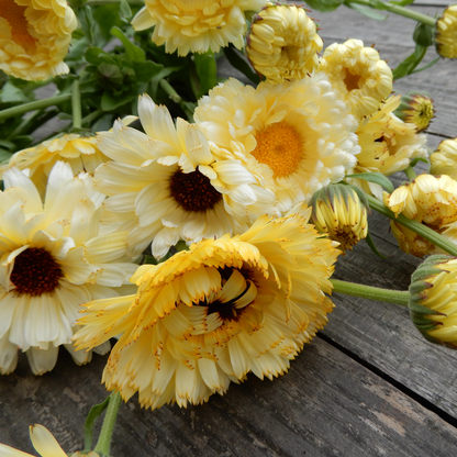 Calendula seeds Ivory Princess
