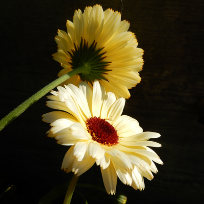 Snow Princess pot marigold dorset