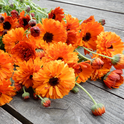 Pot marigold seeds orange button