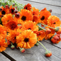 Pot marigold seeds orange button