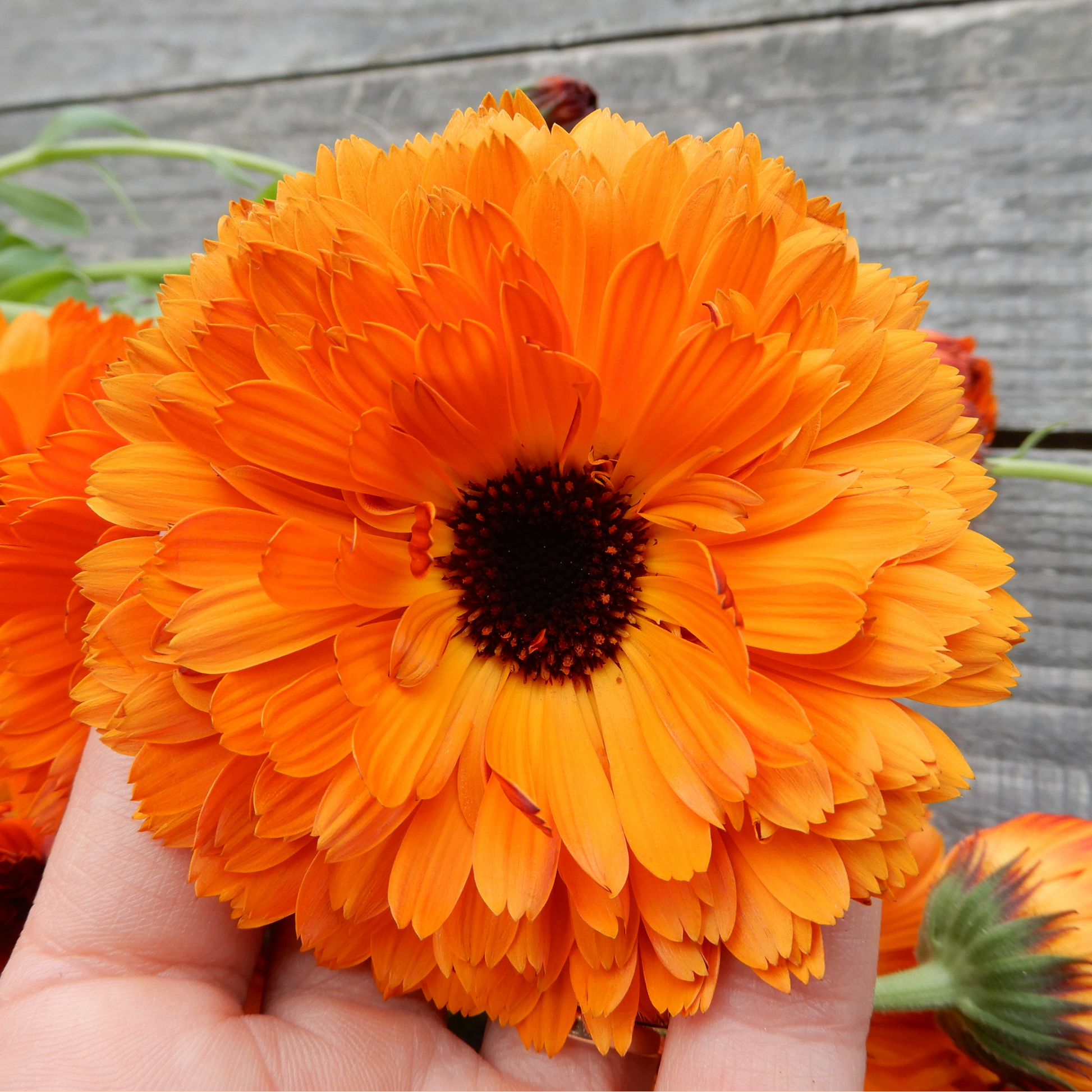 Pot Marigold Orange button seeds