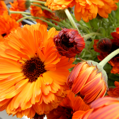 Grow your own hardy annuals calendula