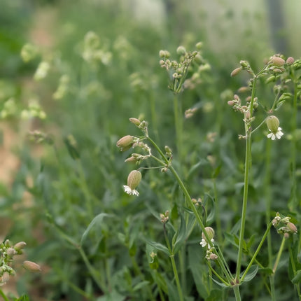 Silene 'Blushing Lanterns' | Bladder Campion