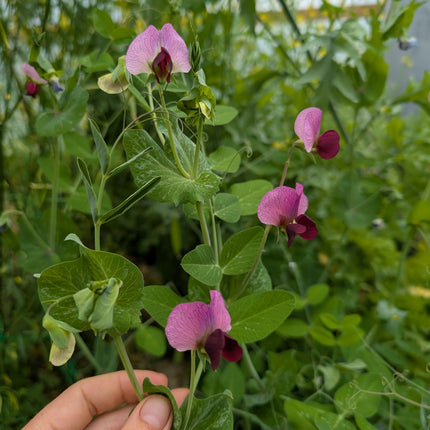 Carlin pea flowers grown from seed uk