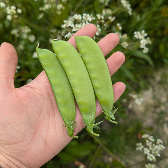 Snow peas Carouby de Maussane grown in kitchen garden from seed