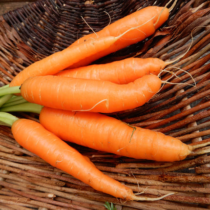 Carrot seeds little fingers open pollinated seeds
