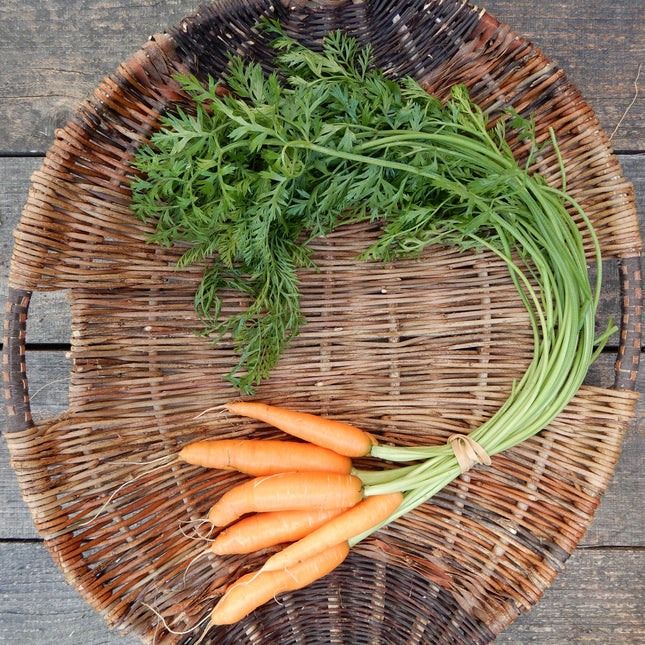 Carrots grow your own rare seeds