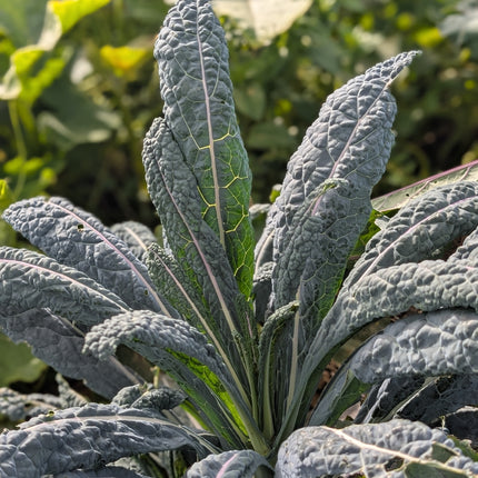 Cavolo Nero Kale Seeds