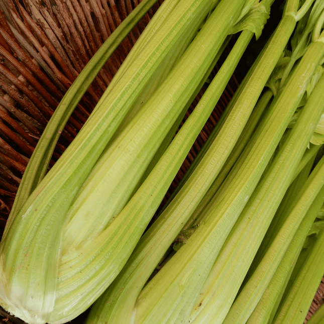 Celery 'Tall Utah'