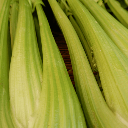 Celery 'Tall Utah'