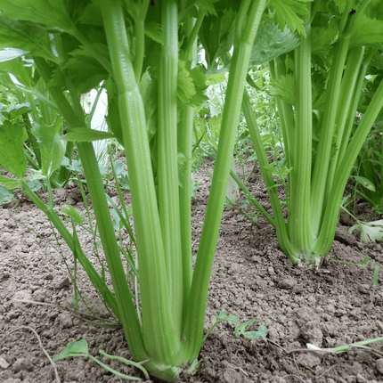 Celery 'Tall Utah'